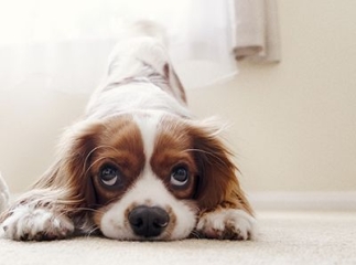 Adopter un chien maltraité